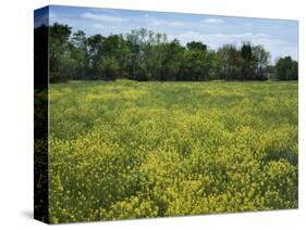 Black Mustard, Cass County, Missouri, USA-Charles Gurche-Stretched Canvas