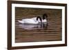 Black Neck Swans-Art Wolfe-Framed Photographic Print