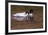 Black Neck Swans-Art Wolfe-Framed Photographic Print