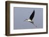 Black-Necked Stilt in Flight-Hal Beral-Framed Photographic Print