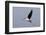 Black-Necked Stilt in Flight-Hal Beral-Framed Photographic Print