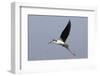 Black-Necked Stilt in Flight-Hal Beral-Framed Photographic Print