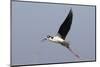 Black-Necked Stilt in Flight-Hal Beral-Mounted Photographic Print