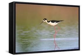 Black-Necked Stilt in Wetland, Prairie Ridge Sna, Illinois, Usa-Richard ans Susan Day-Framed Stretched Canvas