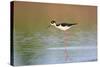 Black-Necked Stilt in Wetland, Prairie Ridge Sna, Illinois, Usa-Richard ans Susan Day-Stretched Canvas