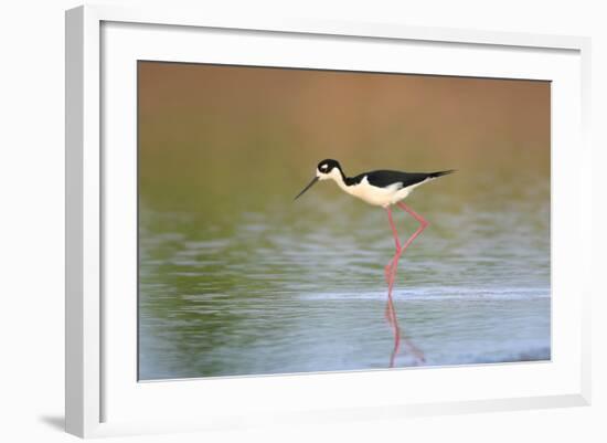 Black-Necked Stilt in Wetland, Prairie Ridge Sna, Illinois, Usa-Richard ans Susan Day-Framed Photographic Print