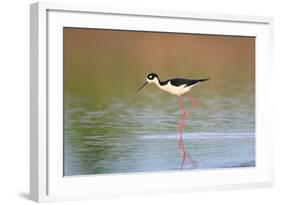 Black-Necked Stilt in Wetland, Prairie Ridge Sna, Illinois, Usa-Richard ans Susan Day-Framed Photographic Print