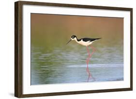 Black-Necked Stilt in Wetland, Prairie Ridge Sna, Illinois, Usa-Richard ans Susan Day-Framed Photographic Print