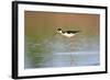 Black-Necked Stilt in Wetland, Prairie Ridge Sna, Illinois, Usa-Richard ans Susan Day-Framed Photographic Print