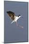 Black-Necked Stilt Landing-Hal Beral-Mounted Photographic Print