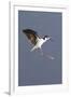 Black-Necked Stilt Landing-Hal Beral-Framed Photographic Print