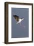 Black-Necked Stilt Landing-Hal Beral-Framed Photographic Print