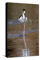 Black-necked stilt, Myakka River State Park, Florida-Adam Jones-Stretched Canvas