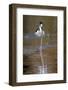 Black-necked stilt, Myakka River State Park, Florida-Adam Jones-Framed Photographic Print