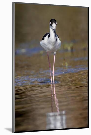 Black-necked stilt, Myakka River State Park, Florida-Adam Jones-Mounted Photographic Print