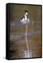 Black-necked stilt, Myakka River State Park, Florida-Adam Jones-Framed Stretched Canvas