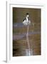 Black-necked stilt, Myakka River State Park, Florida-Adam Jones-Framed Photographic Print