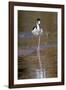 Black-necked stilt, Myakka River State Park, Florida-Adam Jones-Framed Photographic Print