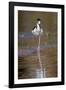 Black-necked stilt, Myakka River State Park, Florida-Adam Jones-Framed Photographic Print