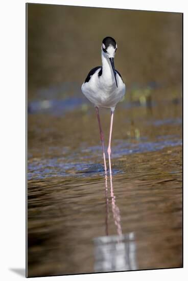 Black-necked stilt, Myakka River State Park, Florida-Adam Jones-Mounted Photographic Print