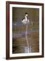 Black-necked stilt, Myakka River State Park, Florida-Adam Jones-Framed Photographic Print