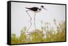 Black-necked stilt walking, Yucatan Peninsula, Mexico-Claudio Contreras-Framed Stretched Canvas