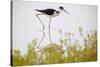 Black-necked stilt walking, Yucatan Peninsula, Mexico-Claudio Contreras-Stretched Canvas