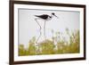 Black-necked stilt walking, Yucatan Peninsula, Mexico-Claudio Contreras-Framed Photographic Print