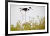 Black-necked stilt walking, Yucatan Peninsula, Mexico-Claudio Contreras-Framed Photographic Print