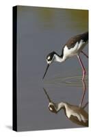 Black Necked Stilt with Reflection, Eco Pond, Everglades National Park, Florida-Maresa Pryor-Stretched Canvas