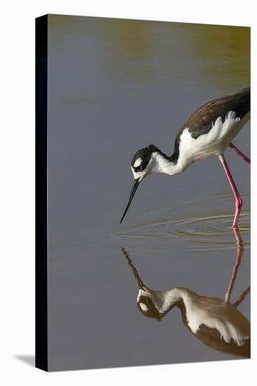 Black Necked Stilt with Reflection, Eco Pond, Everglades National Park, Florida-Maresa Pryor-Stretched Canvas