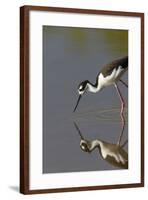 Black Necked Stilt with Reflection, Eco Pond, Everglades National Park, Florida-Maresa Pryor-Framed Photographic Print