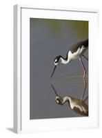 Black Necked Stilt with Reflection, Eco Pond, Everglades National Park, Florida-Maresa Pryor-Framed Photographic Print