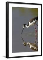 Black Necked Stilt with Reflection, Eco Pond, Everglades National Park, Florida-Maresa Pryor-Framed Photographic Print