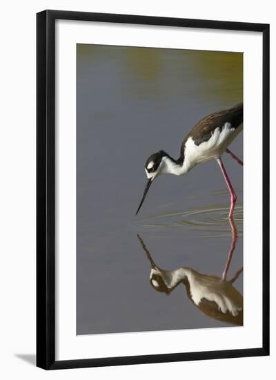 Black Necked Stilt with Reflection, Eco Pond, Everglades National Park, Florida-Maresa Pryor-Framed Photographic Print