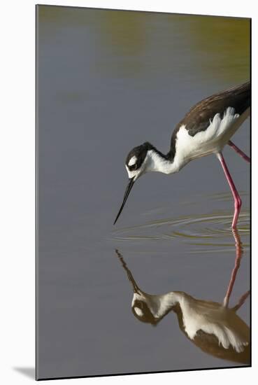 Black Necked Stilt with Reflection, Eco Pond, Everglades National Park, Florida-Maresa Pryor-Mounted Photographic Print