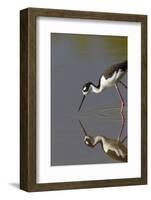 Black Necked Stilt with Reflection, Eco Pond, Everglades National Park, Florida-Maresa Pryor-Framed Photographic Print