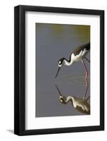 Black Necked Stilt with Reflection, Eco Pond, Everglades National Park, Florida-Maresa Pryor-Framed Photographic Print