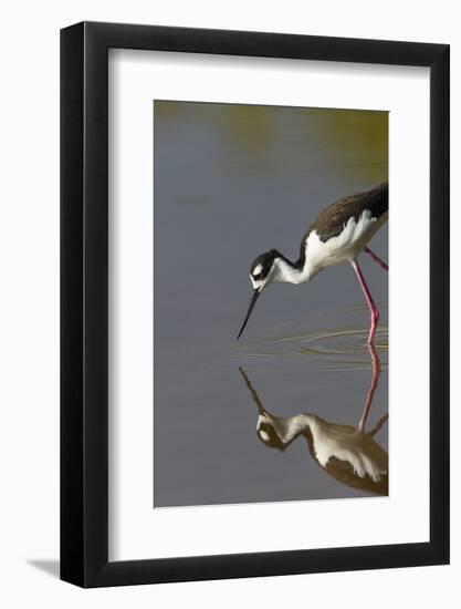 Black Necked Stilt with Reflection, Eco Pond, Everglades National Park, Florida-Maresa Pryor-Framed Photographic Print