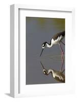 Black Necked Stilt with Reflection, Eco Pond, Everglades National Park, Florida-Maresa Pryor-Framed Photographic Print