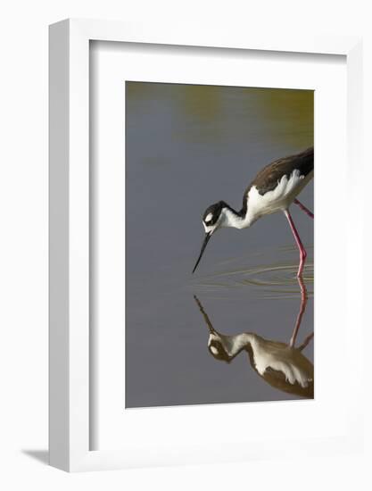 Black Necked Stilt with Reflection, Eco Pond, Everglades National Park, Florida-Maresa Pryor-Framed Photographic Print