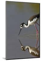 Black Necked Stilt with Reflection, Eco Pond, Everglades National Park, Florida-Maresa Pryor-Mounted Photographic Print