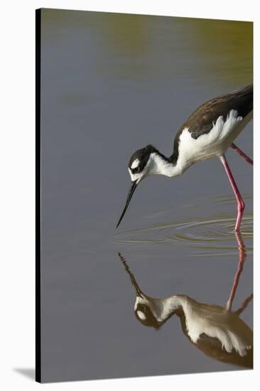 Black Necked Stilt with Reflection, Eco Pond, Everglades National Park, Florida-Maresa Pryor-Stretched Canvas