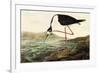 Black-necked Stilt-John James Audubon-Framed Premium Giclee Print