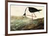 Black-necked Stilt-John James Audubon-Framed Premium Giclee Print