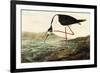 Black-necked Stilt-John James Audubon-Framed Premium Giclee Print