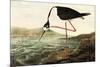 Black-necked Stilt-John James Audubon-Mounted Premium Giclee Print