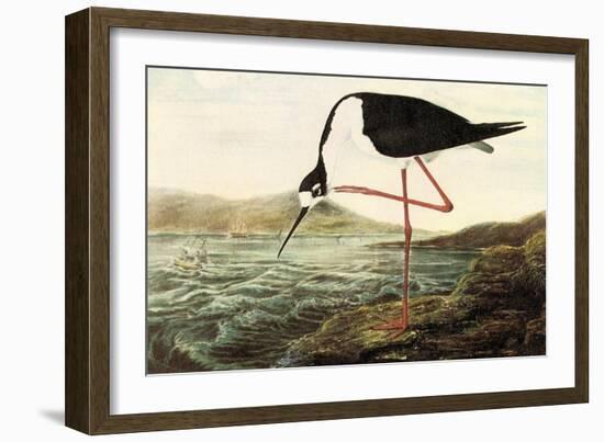 Black-necked Stilt-John James Audubon-Framed Art Print