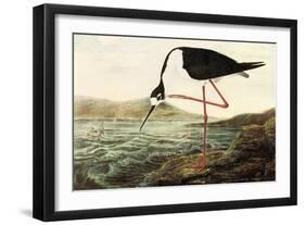 Black-necked Stilt-John James Audubon-Framed Art Print