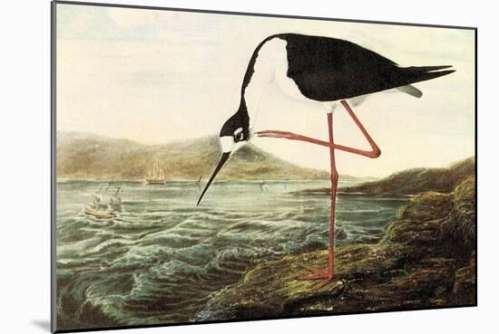 Black-necked Stilt-John James Audubon-Mounted Art Print